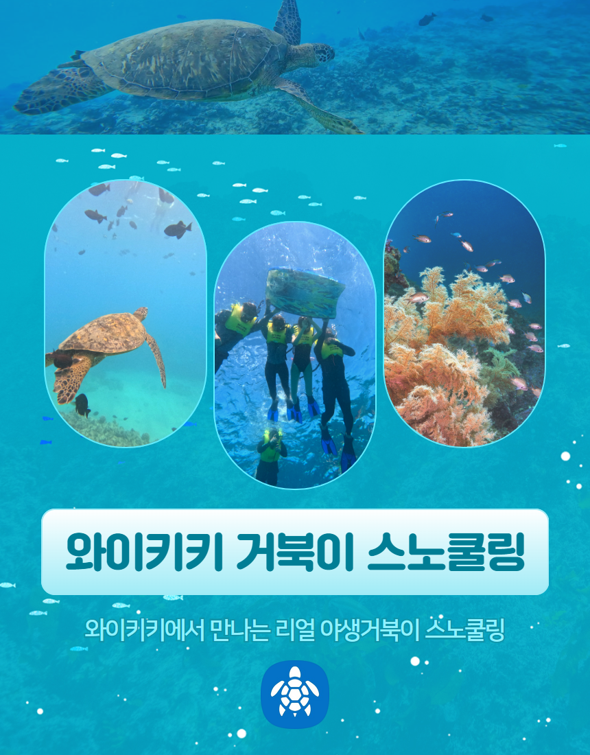 하와이 오아후 거북이 스노클링 투어